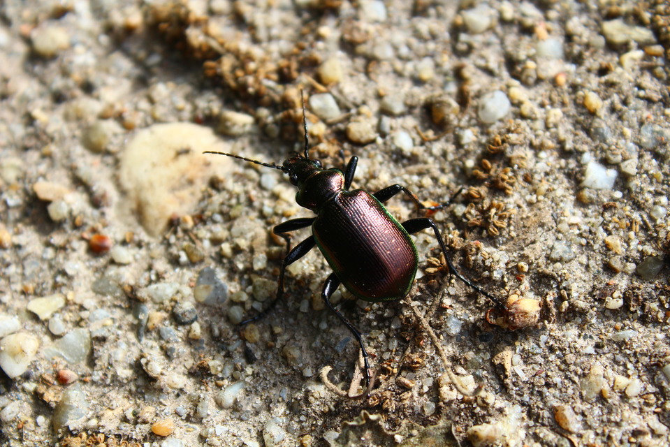 Calosoma inquisitor - kis bábrabló