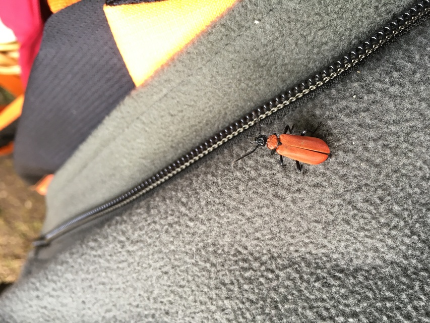 Pyrochroa coccinea - nagy bíborbogár