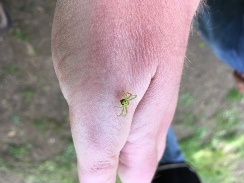 Ebrechtella tricuspidata - alakoskodó karolópók