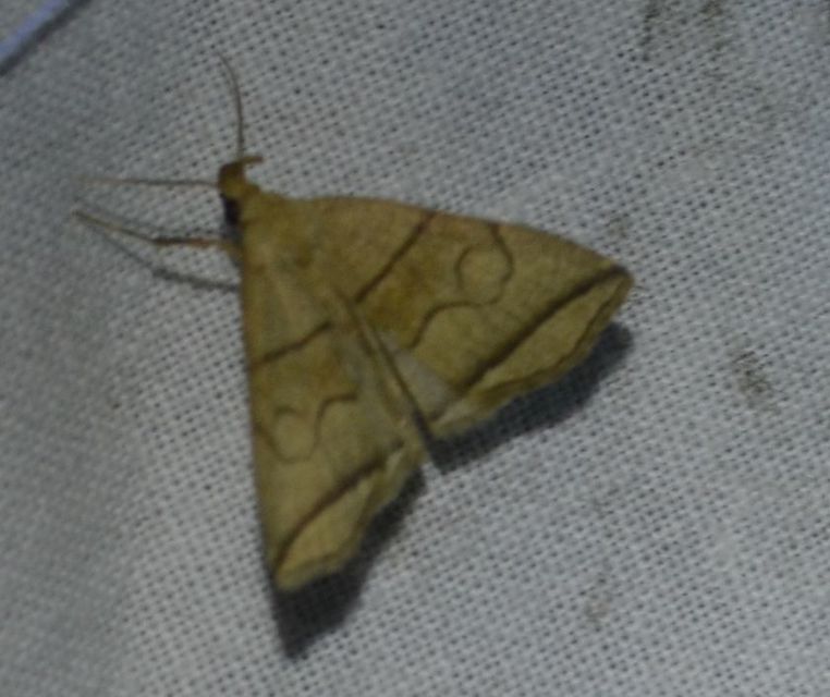 Herminia grisealis - ligeti karcsúbagoly