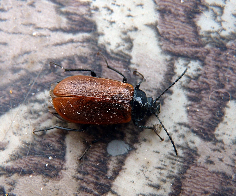 Omophlus rugosicollis - széles pejbogár Omophlus rugosicollis - széles pejbogár