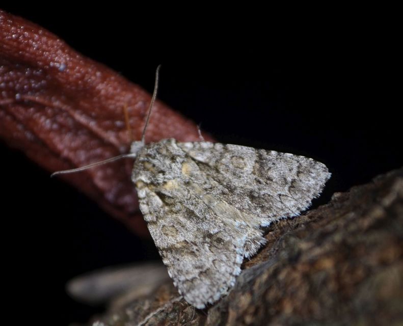 Acronicta auricoma - aranyos szigonyosbagoly