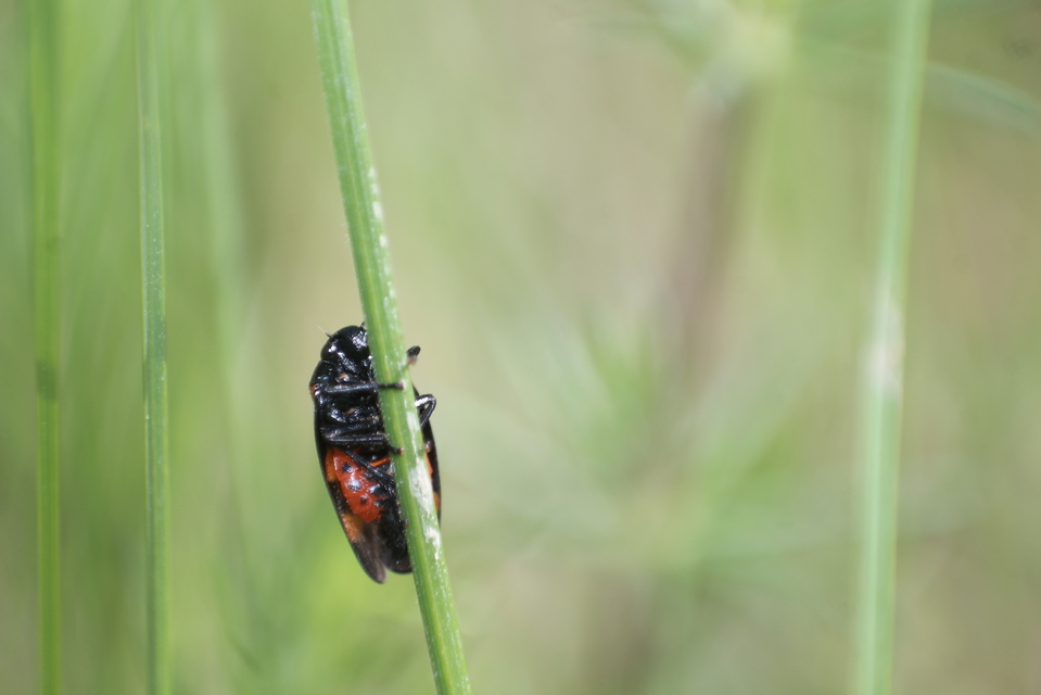 Cercopis sanguinolenta
