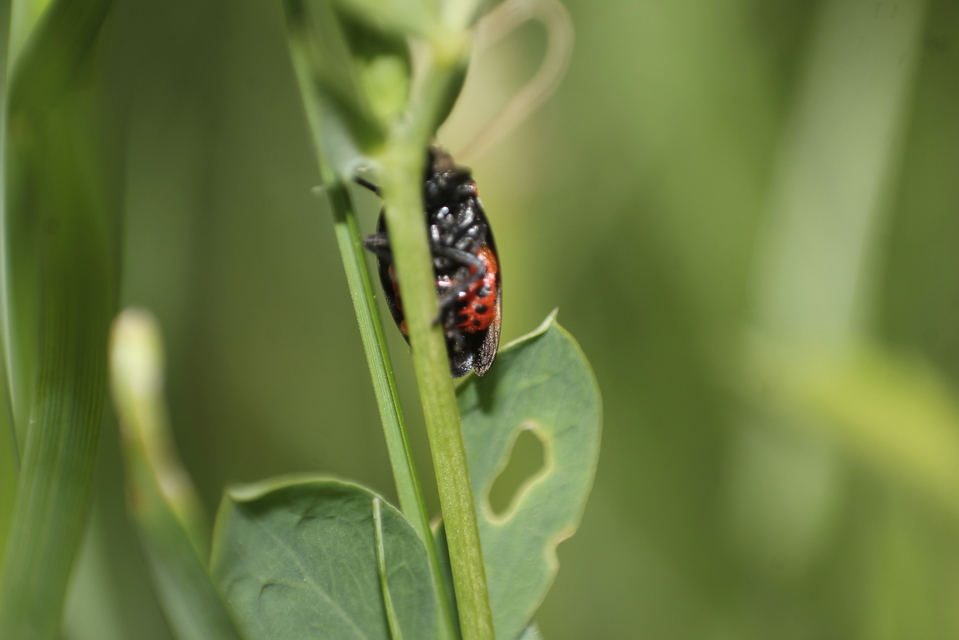 Cercopis sanguinolenta