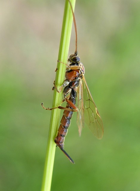 Pimplinae