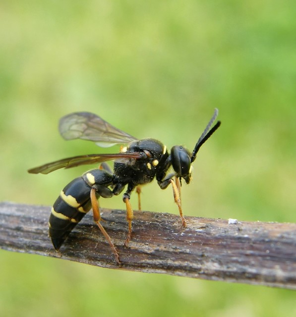 Eumeninae - magányos redősszárnyúdarazsak