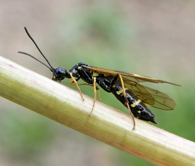 Cephidae - szalmadarazsak