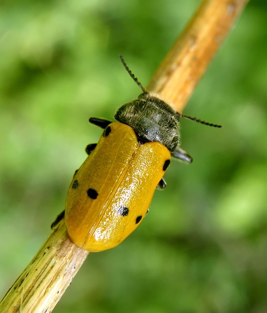 Lachnaia sexpunctata - szőrösnyakú zsákhordóbogár