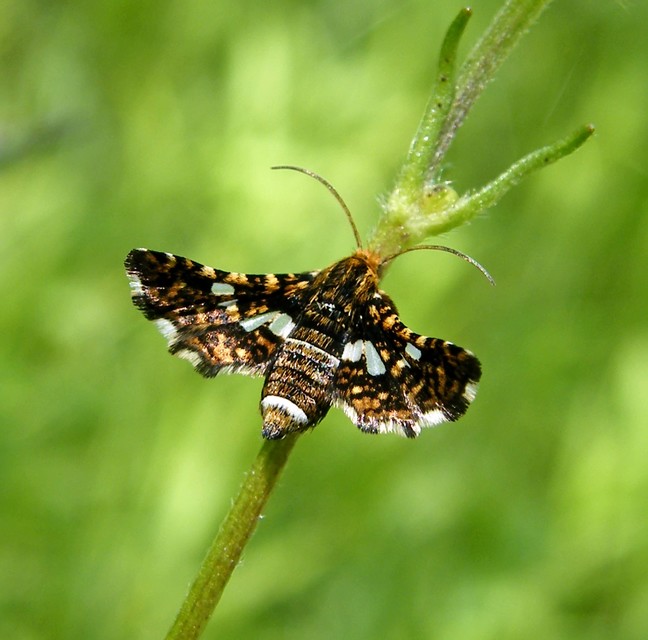 Thyris fenestrella - gyakori ablakosmoly