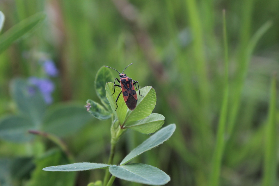 Corizus hyoscyami - piros karimáspoloska