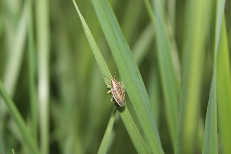 Aelia acuminata - közönséges szipolypoloska Aelia acuminata - közönséges szipolypoloska