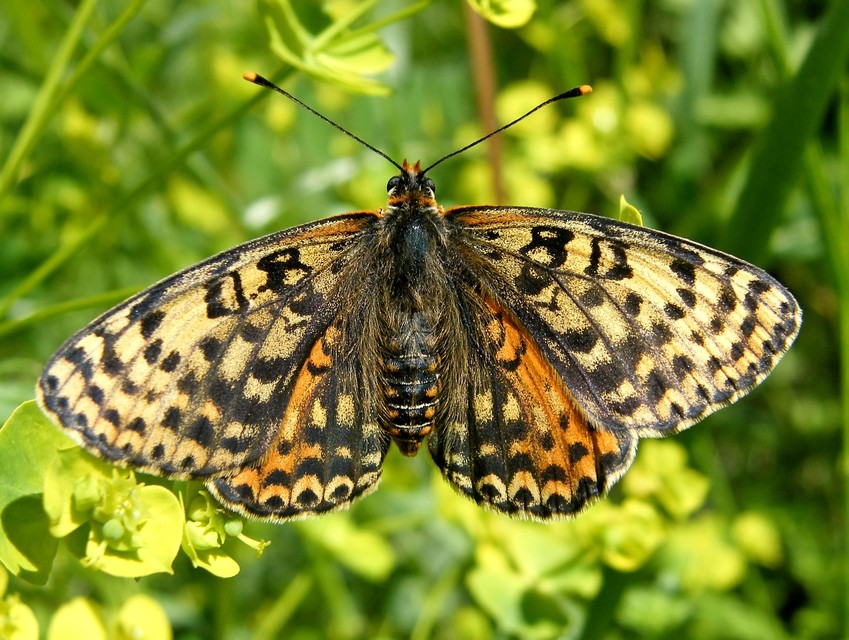 Melitaea didyma - tüzes tarkalepke