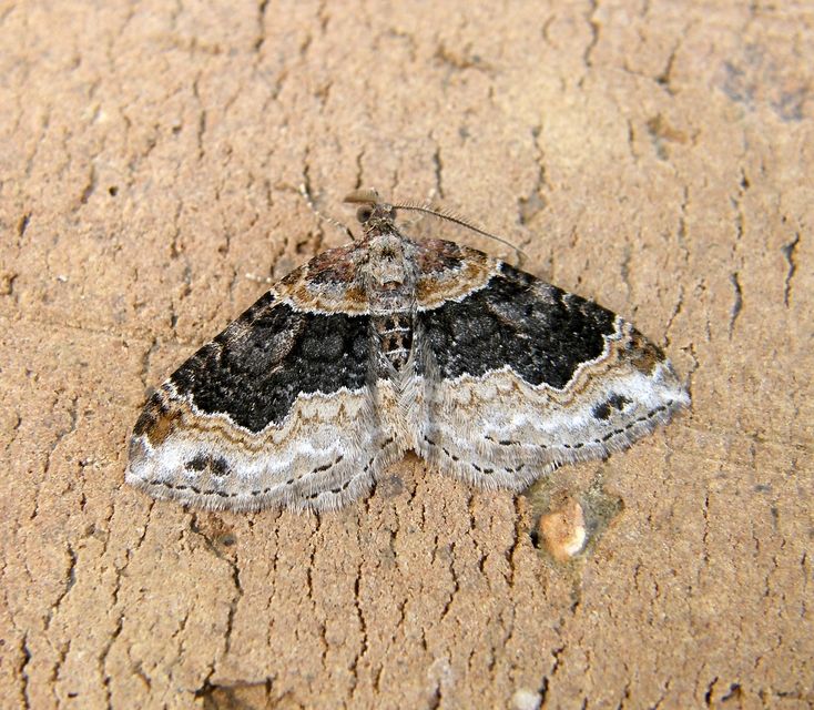 Xanthorhoe