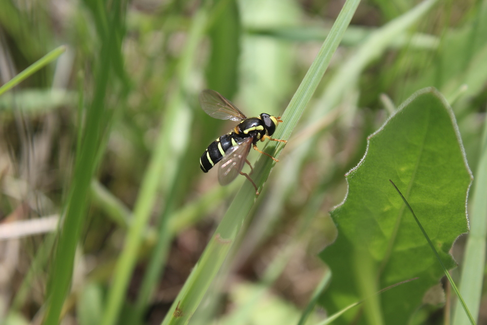 Xanthogramma citrofasciatum - korai oldalsávoslégy