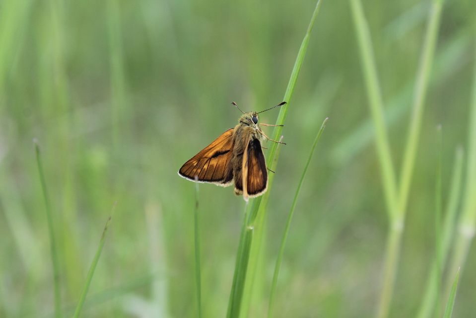 Ochlodes sylvanus - erdei busalepke