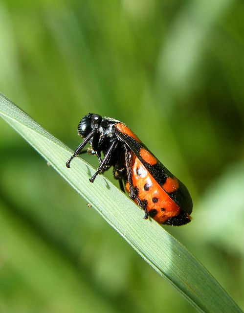 Cercopis sanguinolenta