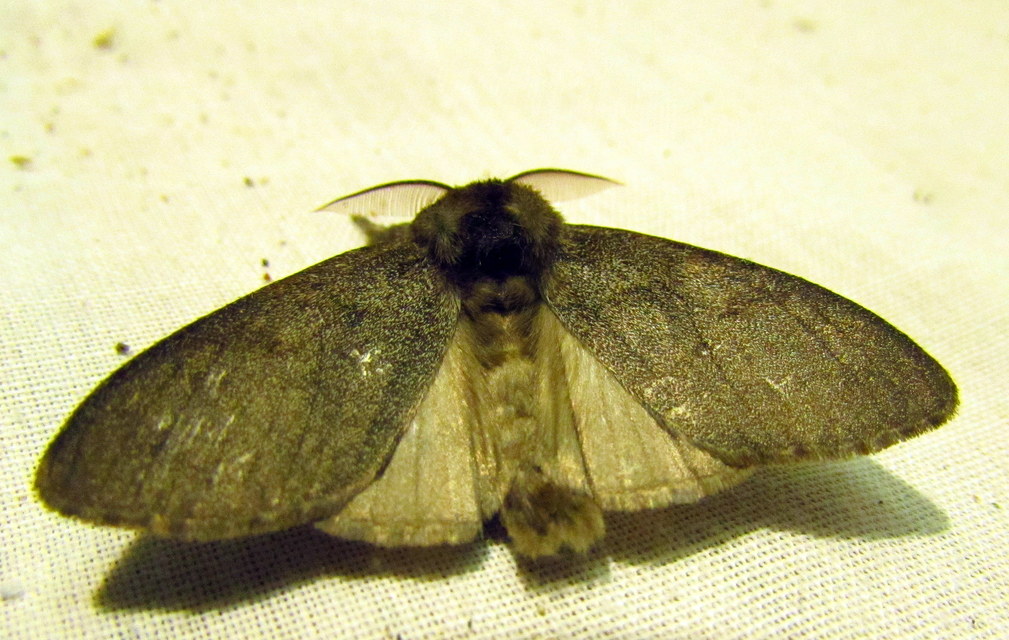 Calliteara pudibunda - hamvasszövő