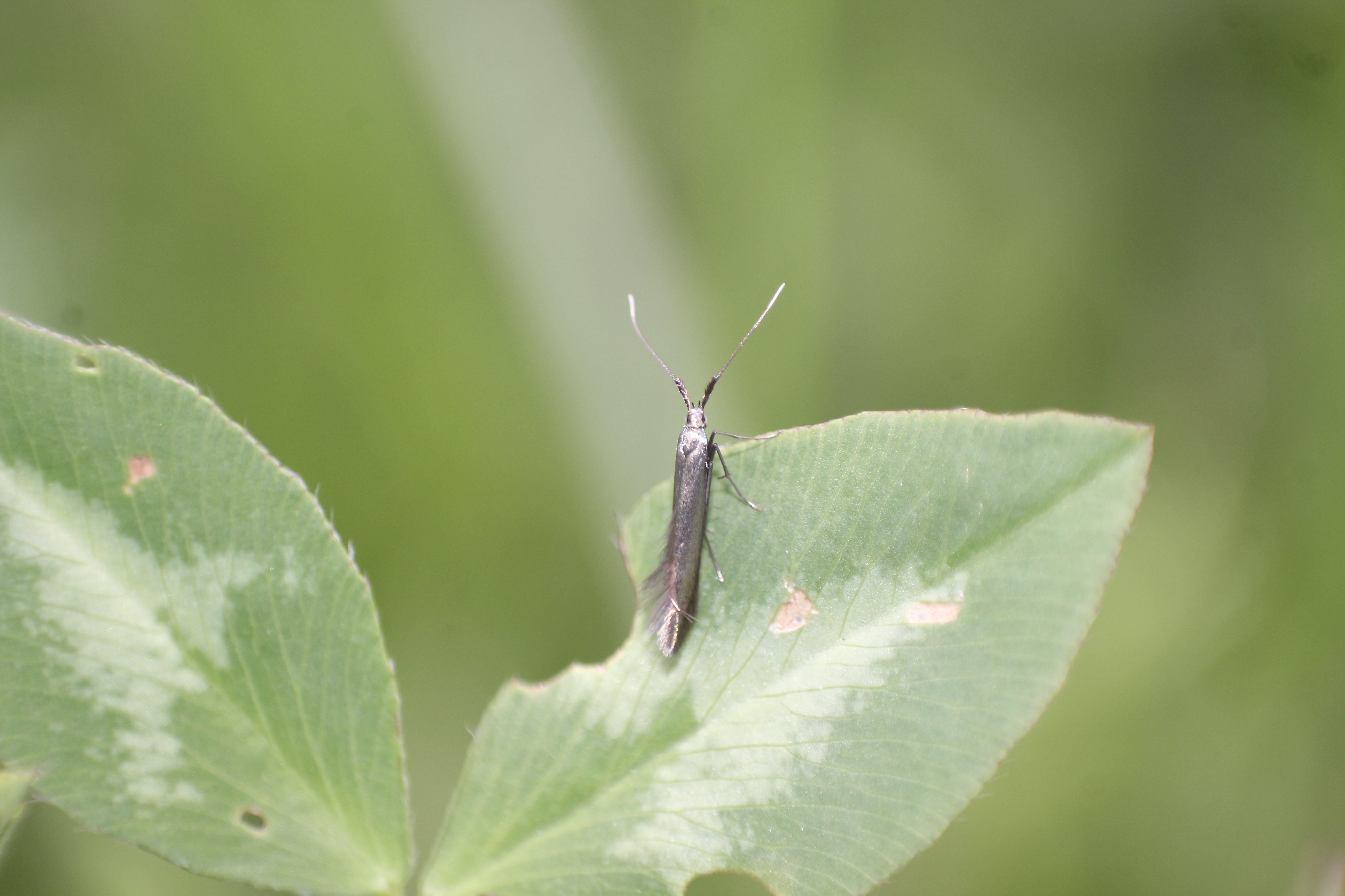 Coleophora