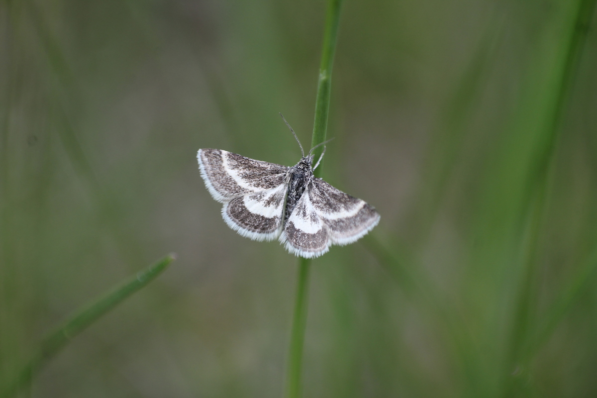 Atralata albofascialis - fehércsíkos kormosmoly