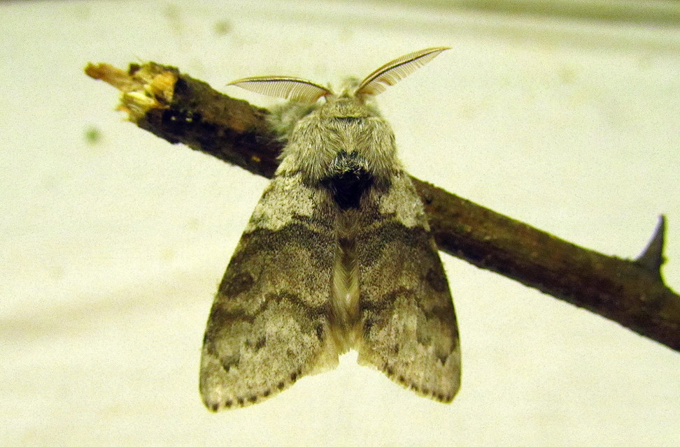 Calliteara pudibunda - hamvasszövő