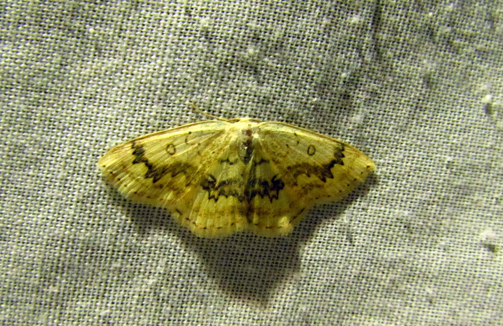 Cyclophora annularia - gyűrűs pettyesaraszoló