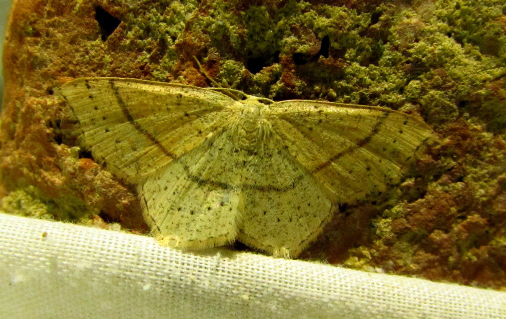 Cyclophora punctaria - sávos pettyesaraszoló