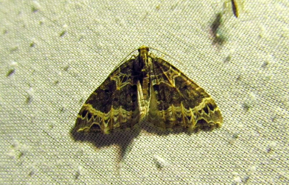 Ecliptopera silaceata - barna tarkaaraszoló