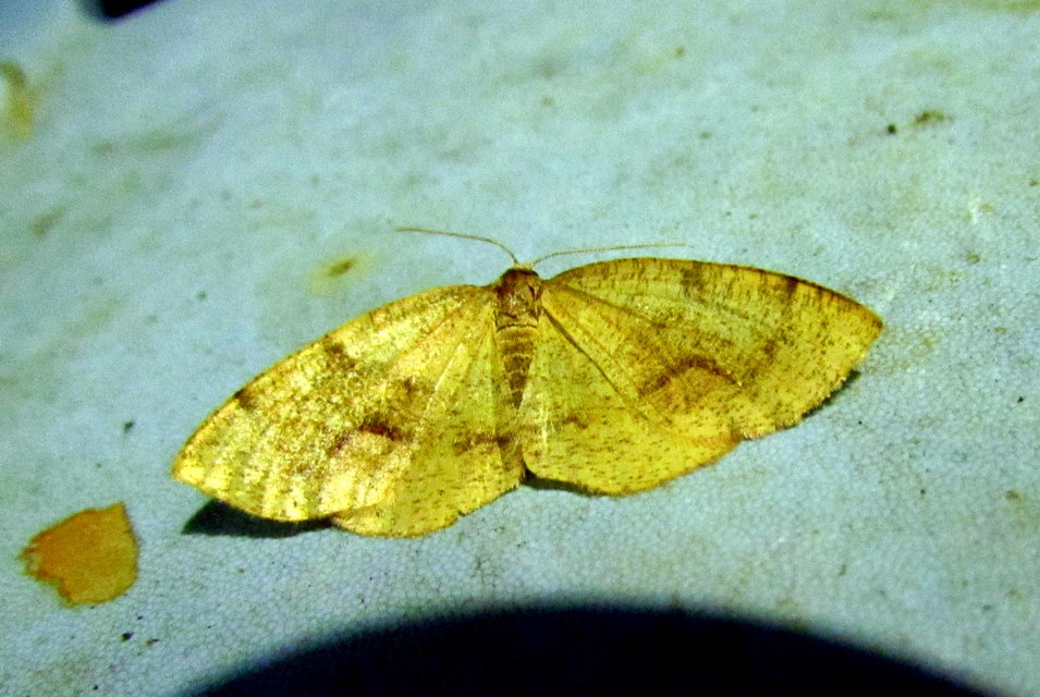 Plagodis pulveraria - szemcsés araszoló