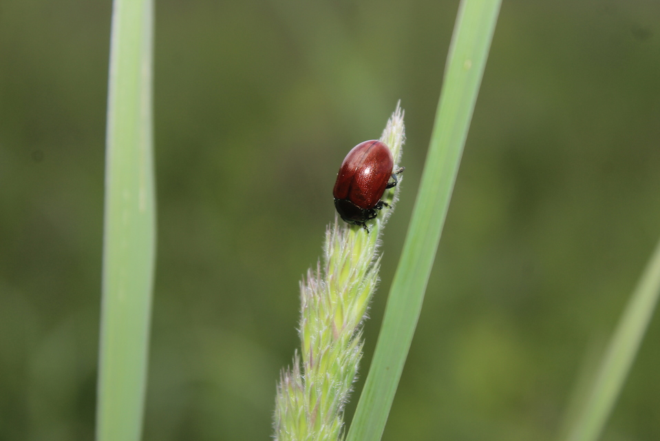 Chrysolina polita - réti mentalevelész Chrysolina polita - réti mentalevelész