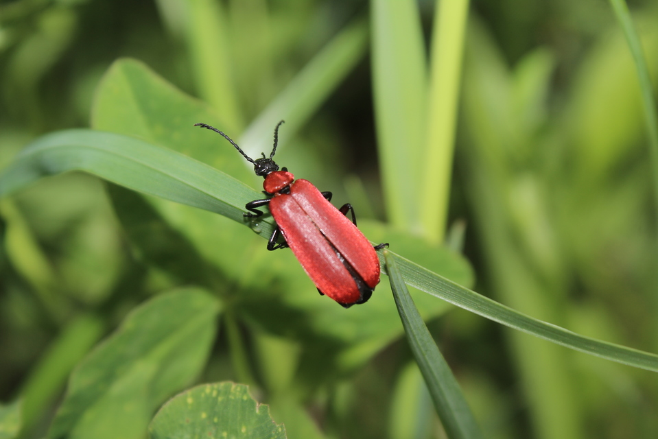 Pyrochroa coccinea - nagy bíborbogár