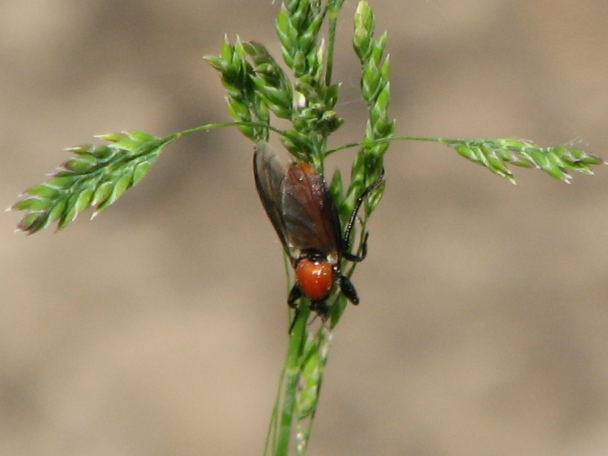 Bibionidae - bársonylegyek
