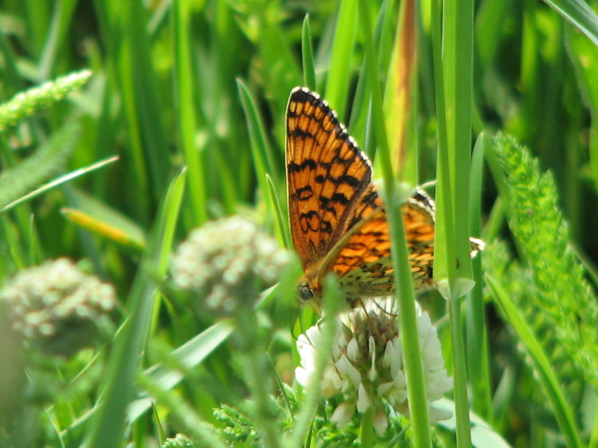Melitaea phoebe - nagy tarkalepke