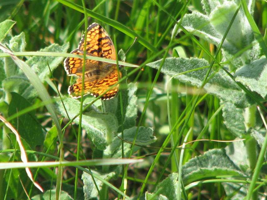 Melitaea phoebe - nagy tarkalepke