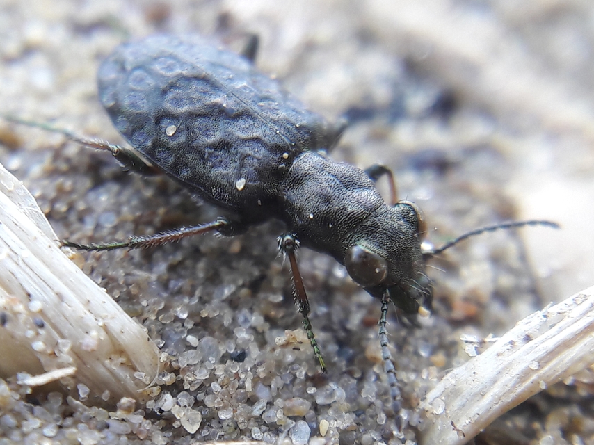 Elaphrus riparius - közönséges iszapfutó
