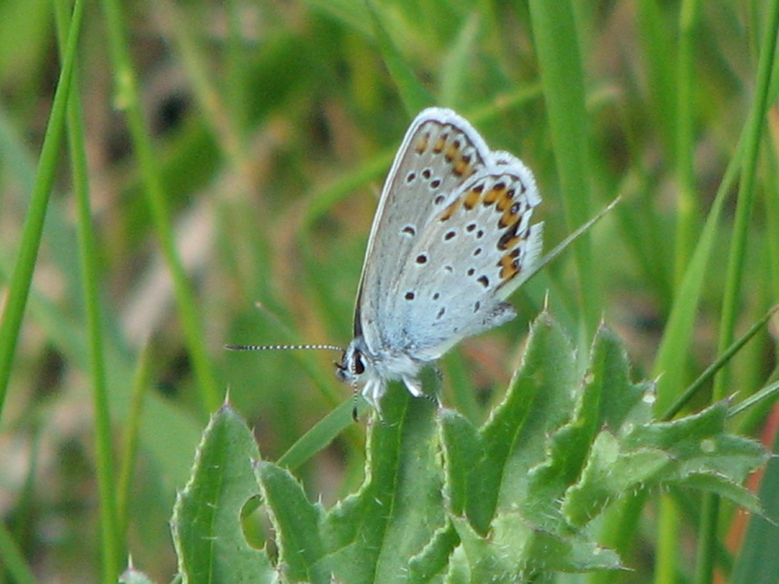 Plebejus argyrognomon - tintakék boglárka