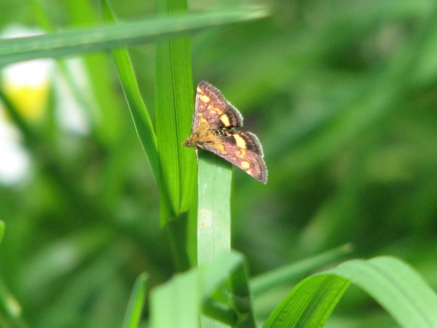 Pyrausta aurata - aranyló bíbormoly