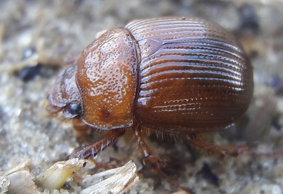 Odonteus armiger - mozgószarvú álganéjtúró