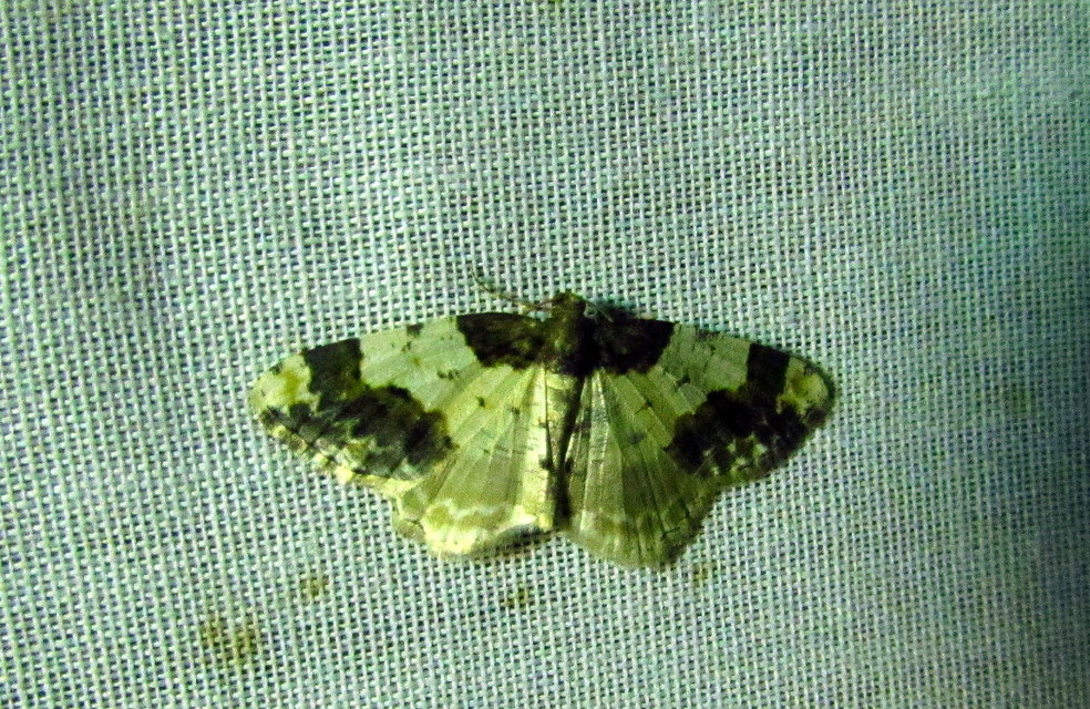 Ligdia adustata - barna levélaraszoló