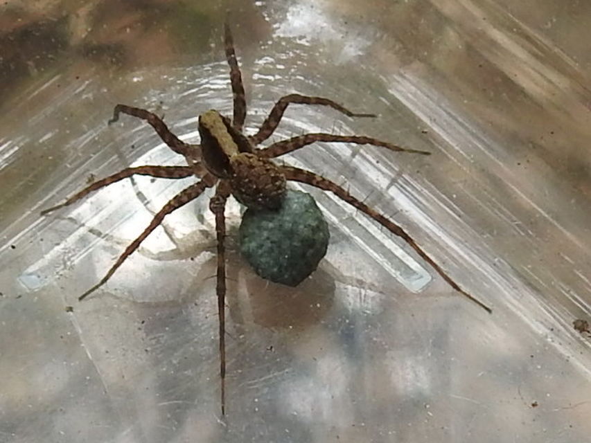 Pardosa alacris/lugubris