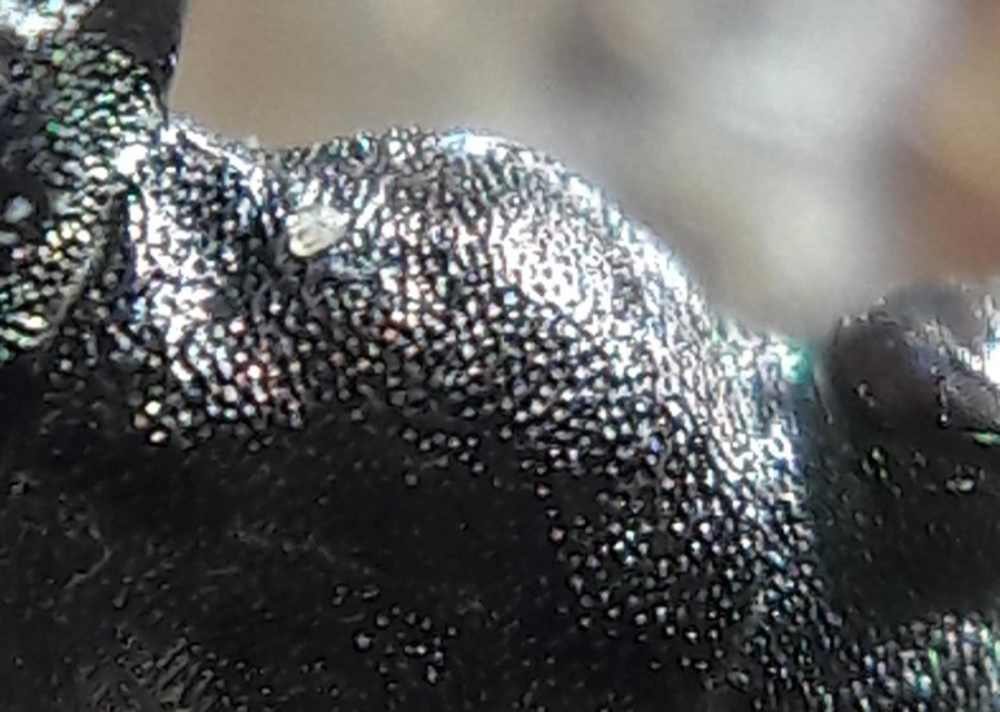 Elaphrus riparius - közönséges iszapfutó