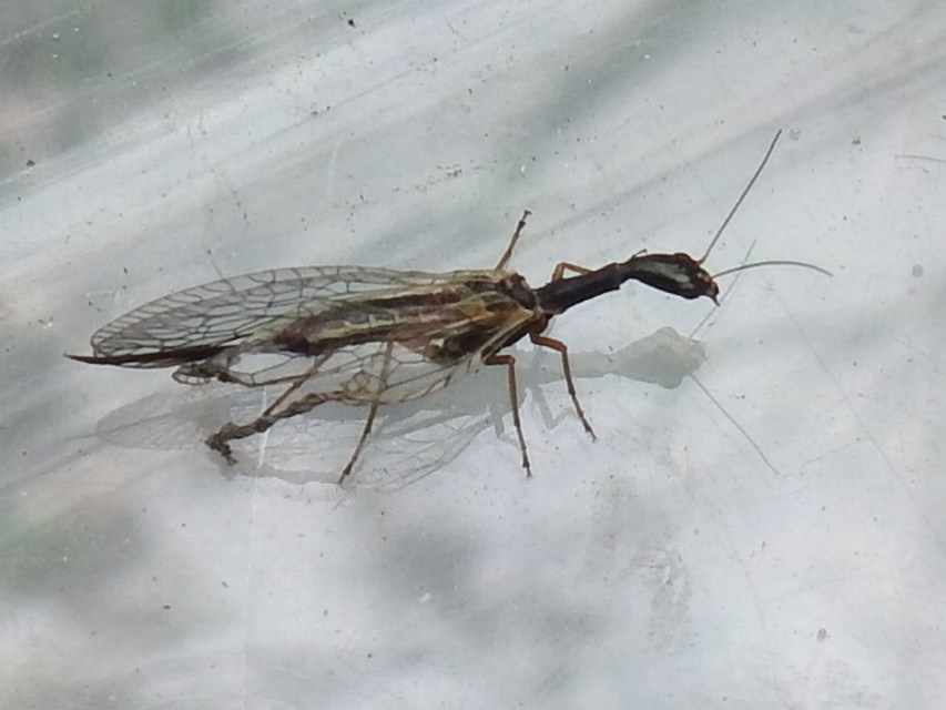 Raphidioptera - Tevenyakú-fátyolkák