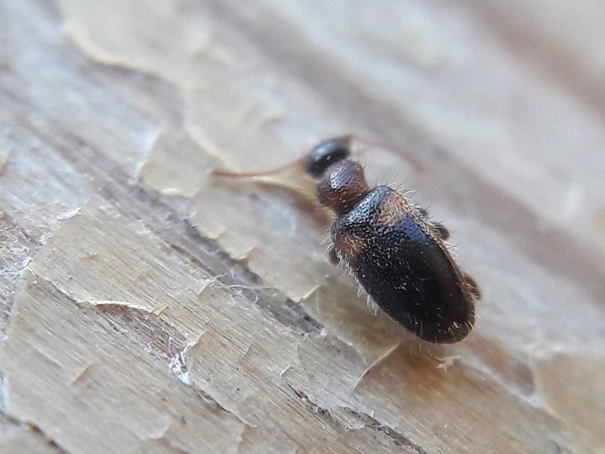 Hirticollis hispidus - szőrös fürgebogár