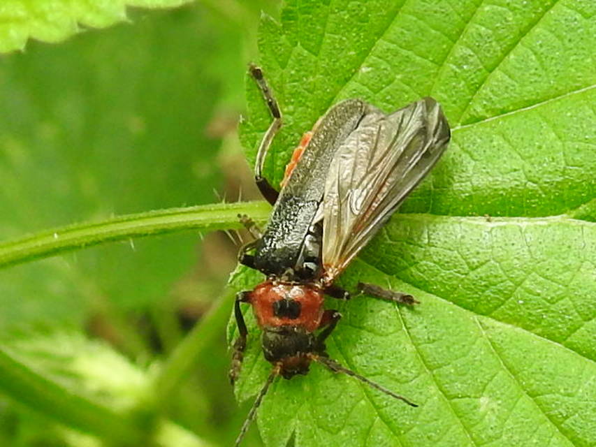 Cantharis rustica - suszterbogár