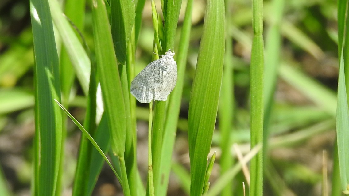 Lithostege griseata - szürke araszoló