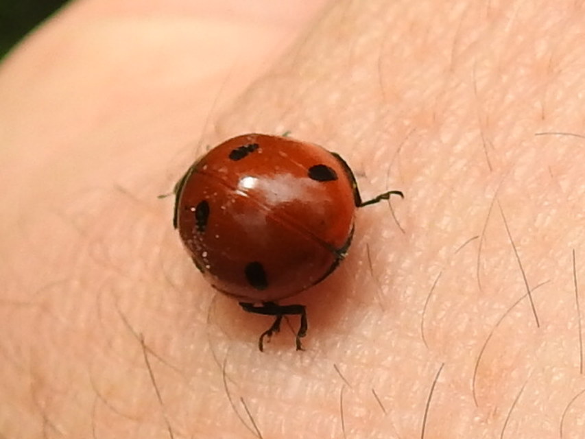 Coccinella septempunctata - hétpettyes katica