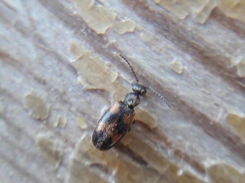Anthicus antherinus - közönséges fürgebogár