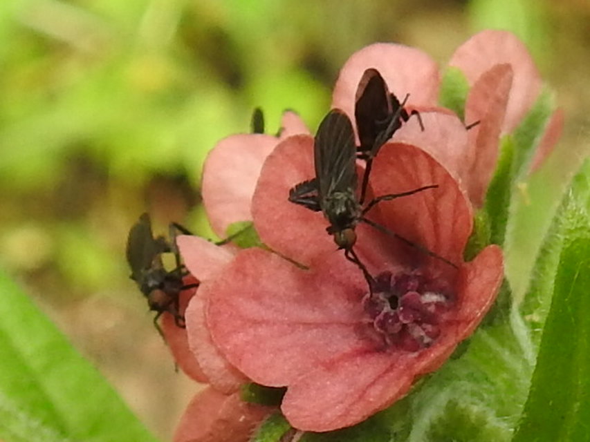 Empis pennipes - tollaslábú táncoslégy