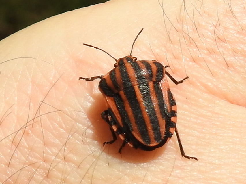 Graphosoma italicum - csíkos pajzsospoloska
