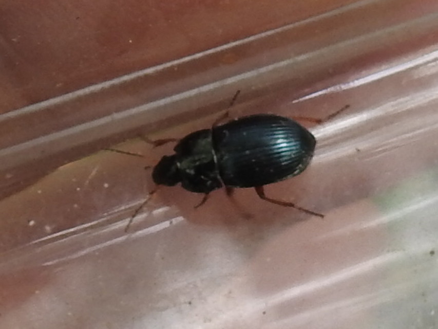 Amara saphyrea - azúrkék közfutó Amara saphyrea - azúrkék közfutó