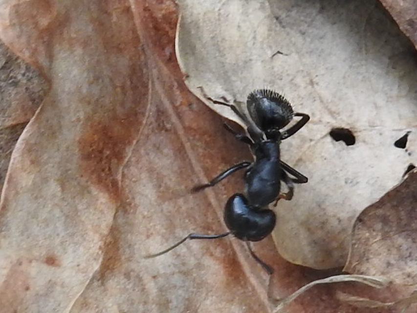 Camponotus vagus - fekete lóhangya